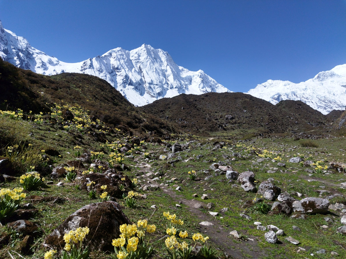 Manaslu trails come alive with vibrant blooms each spring.